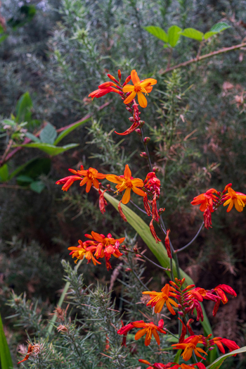 View of vibrant orange Crocosmia flowers blooming amidst green foliage in a natural garden setting in Looe Cornwall United Kingdom. View of vibrant orange Crocosmia flowers blooming amidst green foliage in a natural garden setting in Looe Cornwall United Kingdom.