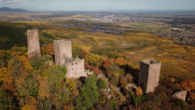 Aerial view of the historic Trois Chateaux d Eguisheim ruins surrounded by autumn forests and vineyards in Eguisheim Grand Est France.