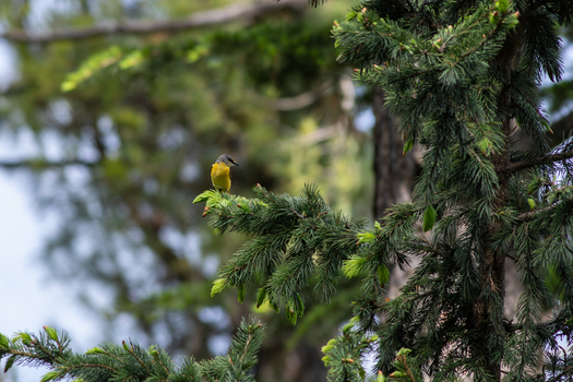 View of a small yellow and grey bird perched on a pine tree branch in Kumrat Valley Khyber Pakhtunkhwa Pakistan. View of a small yellow and grey bird perched on a pine tree branch in Kumrat Valley Khyber Pakhtunkhwa Pakistan.
