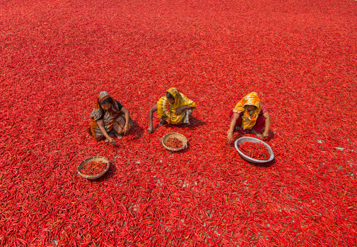 Bogura Bangladesh 12 March 2018 View of three women in traditional saris squatting on a vast carpet of red chili peppers while sorting them into baskets under the bright sun. Bogura Bangladesh 12 March 2018 View of three women in traditional saris squatting on a vast carpet of red chili peppers while sorting them into baskets under the bright sun.