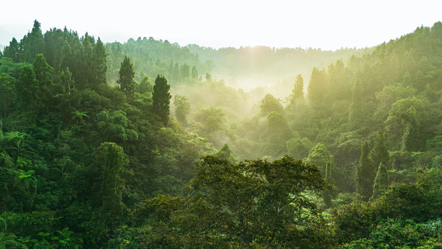 Aerial view of lush tropical rainforest canopy shrouded in morning mist with golden sunlight filtering through the dense green trees in a valley Sukabumi West Java Indonesia. Aerial view of lush tropical rainforest canopy shrouded in morning mist with golden sunlight filtering through the dense green trees in a valley Sukabumi West Java Indonesia.