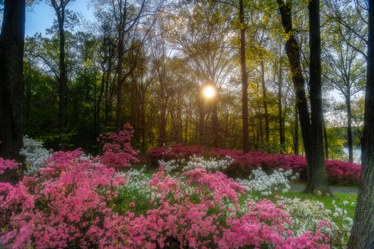 View of vibrant pink and white azaleas in full bloom at Brighton Dam Azalea Garden with sunlight filtering through tall trees Brookeville Maryland United States. View of vibrant pink and white azaleas in full bloom at Brighton Dam Azalea Garden with sunlight filtering through tall trees Brookeville Maryland United States.