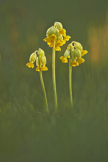 View of Cowslip flowers blooming in a meadow with soft golden hour light in the United Kingdom. View of Cowslip flowers blooming in a meadow with soft golden hour light in the United Kingdom.