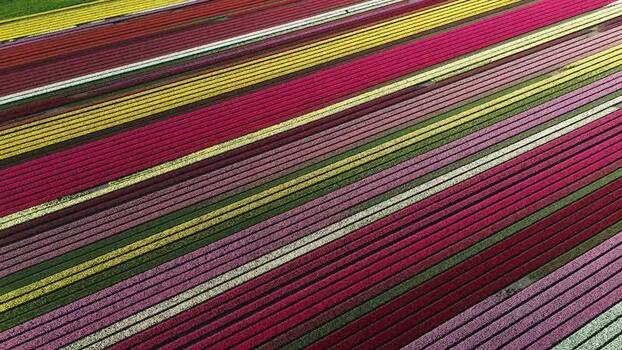 Aerial view of flower fields Netherlands.
