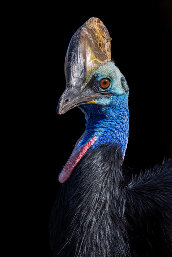 View of a southern cassowary showing its distinctive blue neck red wattles and large bony casque against a dark background in Selestat Grand Est France.