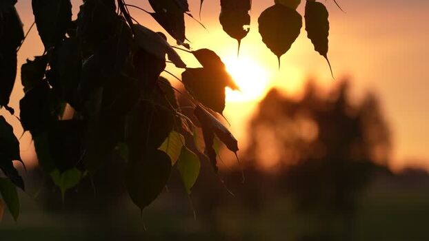 View of golden sunset light through silhouetted leaves Bangladesh. View of golden sunset light through silhouetted leaves Bangladesh.