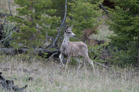 View of a deer standing in a forest clearing with pine trees and dry grass in Canada. View of a deer standing in a forest clearing with pine trees and dry grass in Canada.