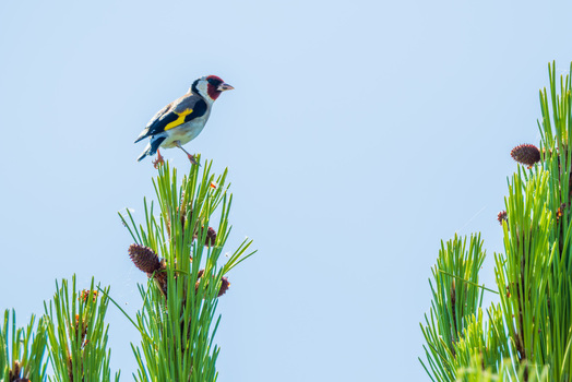 View of a European goldfinch perched on the green needles of a pine tree branch against a clear blue sky in Divjake Fier County Albania.