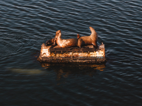 Aerial view of sea lions resting on a weathered buoy in the calm waters of Captains Bay in Unalaska Alaska United States. Aerial view of sea lions resting on a weathered buoy in the calm waters of Captains Bay in Unalaska Alaska United States.