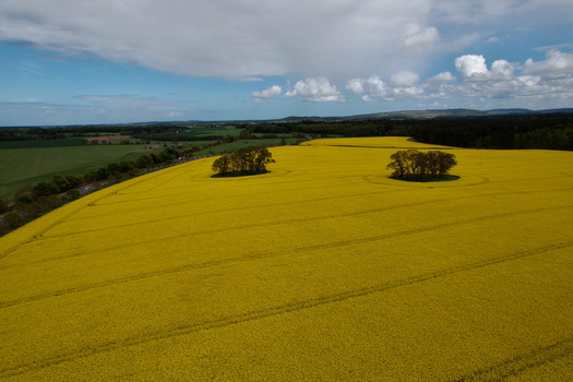 Aerial view of vibrant yellow oilseed rape fields with clusters of trees under a cloudy sky in Nairn Scotland United Kingdom. Aerial view of vibrant yellow oilseed rape fields with clusters of trees under a cloudy sky in Nairn Scotland United Kingdom.