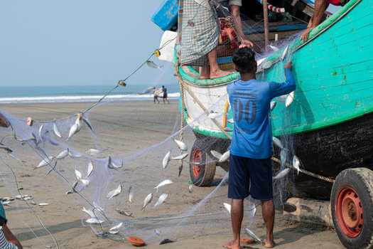 Teknaf Bangladesh 10 March 2026 View of fishermen hauling in a net full of glistening silver fish beside a brightly painted boat on the sandy shore.