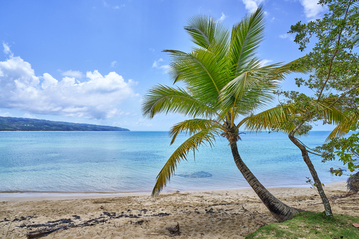 View of a palm tree leaning over a sandy beach with turquoise water and a blue sky with clouds in Santo Domingo Distrito Nacional Dominican Republic. View of a palm tree leaning over a sandy beach with turquoise water and a blue sky with clouds in Santo Domingo Distrito Nacional Dominican Republic.