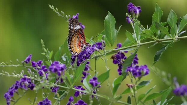 View of a butterfly on purple flowers in Hunawihr France.