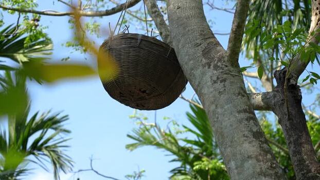 View of a woven basket hanging from a tree in Bangladesh. View of a woven basket hanging from a tree in Bangladesh.