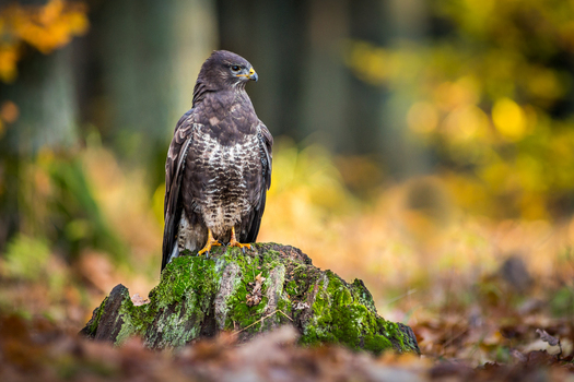 View of a common buzzard perched on a mossy tree stump in an autumn forest with blurred golden foliage in the background in Debrzno Pomeranian Voivodeshi Poland.