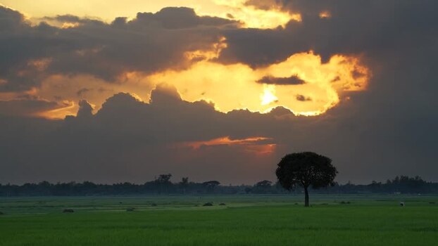 View of a lone tree in a green field at sunset Bangladesh.