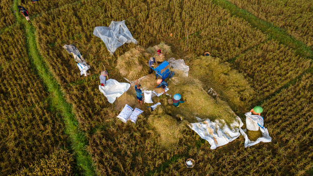 Aerial view of farmers harvesting rice using a threshing machine and white sacks in golden paddy fields Karanglewas Central Java Indonesia. Aerial view of farmers harvesting rice using a threshing machine and white sacks in golden paddy fields Karanglewas Central Java Indonesia.