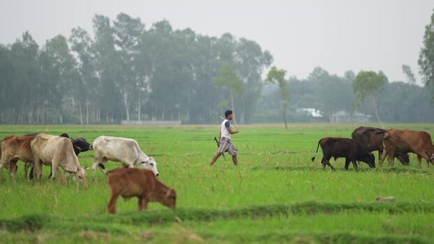 View of a young man walking with grazing cows in a field Bangladesh. View of a young man walking with grazing cows in a field Bangladesh.