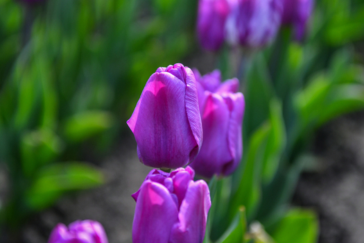 View of vibrant purple tulips blooming in a garden with soft sunlight and green leaves San Carlos de Bariloche Rio Negro Province Argentina. View of vibrant purple tulips blooming in a garden with soft sunlight and green leaves San Carlos de Bariloche Rio Negro Province Argentina.