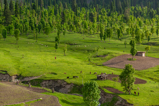 View of lush green meadows with grazing livestock and scattered trees in the Neelum Valley Arang Kel Azad Kashmir Pakistan. View of lush green meadows with grazing livestock and scattered trees in the Neelum Valley Arang Kel Azad Kashmir Pakistan.