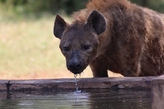 View of a spotted hyena drinking water from a concrete trough at Tumbeta Private Game Reserve Thabazimbi Limpopo South Africa.