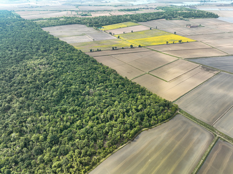 Aerial view of Parco Naturale del Bosco delle Sorti della Partecipanza bordering geometric agricultural fields and flooded rice paddies in Trino Piemonte Italy. Aerial view of Parco Naturale del Bosco delle Sorti della Partecipanza bordering geometric agricultural fields and flooded rice paddies in Trino Piemonte Italy.