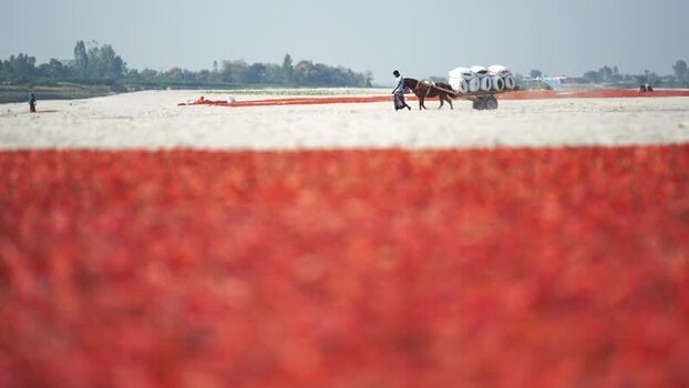 View of a man with a horse cart near chili fields in Bangladesh.