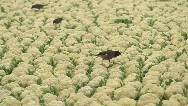 View of common myna birds in a cauliflower field Bangladesh.
