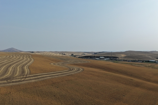 Aerial view of rolling golden wheat fields and undulating hills in the Palouse region under a clear sky in Palouse Washington United States. Aerial view of rolling golden wheat fields and undulating hills in the Palouse region under a clear sky in Palouse Washington United States.