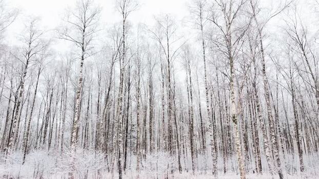 Aerial view of snow covered trees in winter Sweden.