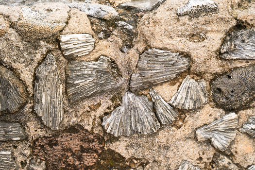View of fossilized coral fragments embedded in an ancient stone wall with weathered textures and porous surfaces in Galle Southern Province Sri Lanka.