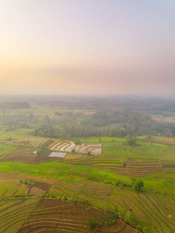 Aerial view of Kemumu terraced rice fields with lush green crops and brown soil patterns under a soft hazy sky in Arma Jaya Bengkulu Indonesia. Aerial view of Kemumu terraced rice fields with lush green crops and brown soil patterns under a soft hazy sky in Arma Jaya Bengkulu Indonesia.