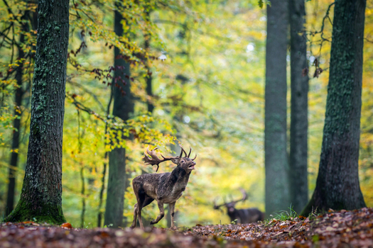 View of a fallow deer with large antlers standing in an autumn forest with colorful foliage and tall trees Debrzno Pomeranian Voivodeship Poland.
