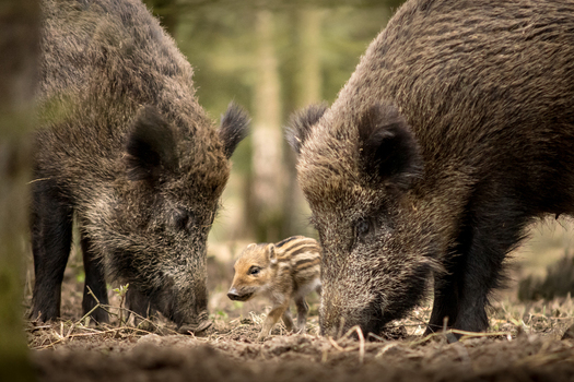 View of two adult wild boars and a small striped piglet foraging on the forest floor in Debrzno Pomeranian Voivodeship Poland. View of two adult wild boars and a small striped piglet foraging on the forest floor in Debrzno Pomeranian Voivodeship Poland.