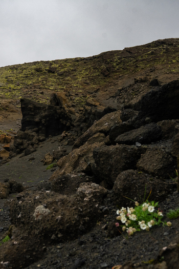 View of dark volcanic rocks contrast with delicate white flowers against a backdrop of mossy green slopes and a somber sky Skaftárhreppur Iceland. View of dark volcanic rocks contrast with delicate white flowers against a backdrop of mossy green slopes and a somber sky Skaftárhreppur Iceland.