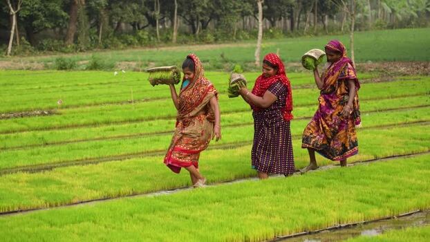 View of women carrying rice seedlings in a field Bangladesh. View of women carrying rice seedlings in a field Bangladesh.
