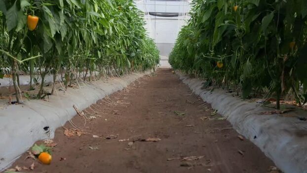 View of pepper plants in a greenhouse in Tuxpan Mexico.