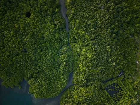 Aerial view of the Karimunjawa Mangrove Forest where dense greenery meets the tranquil waters creating a vibrant tapestry of nature s artistry Karimunjawa Central Java Indonesia.