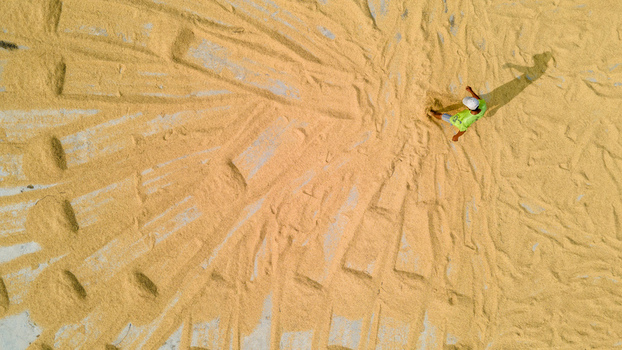 Aerial view of a farmer walking across a large spread of drying rice grain arranged in a fan like pattern under the sun in Baturaden Central Java Indonesia.