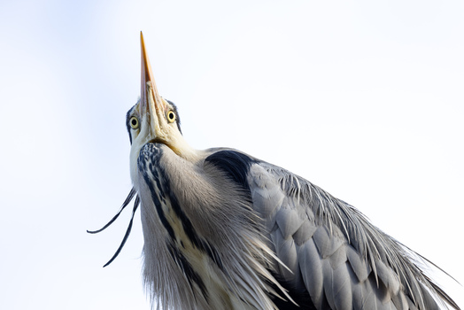 View of a grey heron looking upwards with its long beak against a bright sky in Mulhouse Grand Est France.