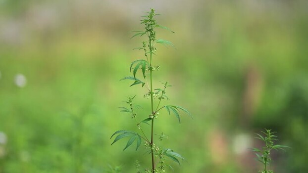 View of a wild cannabis plant growing in a field Nepal.