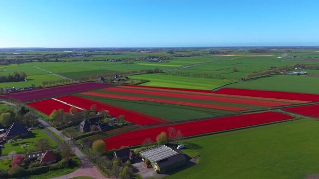 Aerial view of vibrant red tulip fields in the countryside Netherlands. Aerial view of vibrant red tulip fields in the countryside Netherlands.