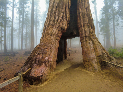 View of the base of a giant sequoia tree with a tunnel cut through its trunk in a misty forest at Yosemite National Park California United States. View of the base of a giant sequoia tree with a tunnel cut through its trunk in a misty forest at Yosemite National Park California United States.