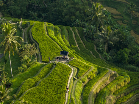 Aerial view of Tegallalang Rice Terrace with lush green terraced paddies palm trees and walking paths in Kecamatan Tegallalang Bali Indonesia. Aerial view of Tegallalang Rice Terrace with lush green terraced paddies palm trees and walking paths in Kecamatan Tegallalang Bali Indonesia.