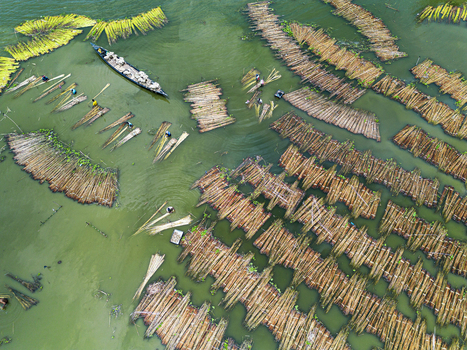 Natore Rajshahi Division Bangladesh 25 July 2026 Aerial view of workers processing jute stalks in the water with fiber bundles arranged in rows and a boat navigating the green river.