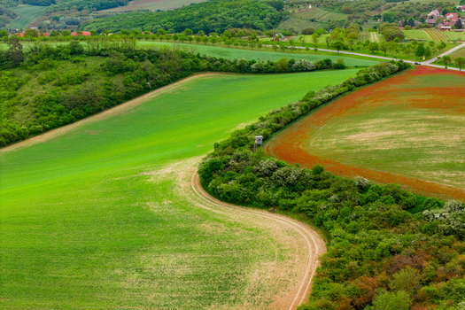 Aerial view of rolling green fields and a winding dirt path with a small hunting tower nestled in the hedgerow in Cejkovice South Moravian Region Czechia.