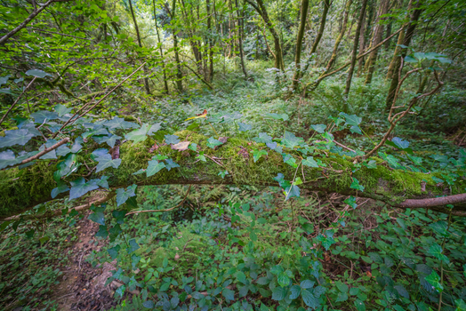 View of a moss covered fallen tree trunk adorned with ivy in the lush woodland of Deer Park Looe Cornwall United Kingdom. View of a moss covered fallen tree trunk adorned with ivy in the lush woodland of Deer Park Looe Cornwall United Kingdom.