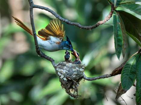 View of an Indian Paradise Flycatcher feeding its chicks in a nest among lush green leaves in Kallar Kahar Punjab Pakistan. View of an Indian Paradise Flycatcher feeding its chicks in a nest among lush green leaves in Kallar Kahar Punjab Pakistan.
