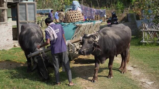 View of a man preparing a water buffalo cart in a rural area Nepal.