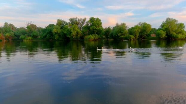 Aerial view of swans in the Danube Delta Romania. Aerial view of swans in the Danube Delta Romania.